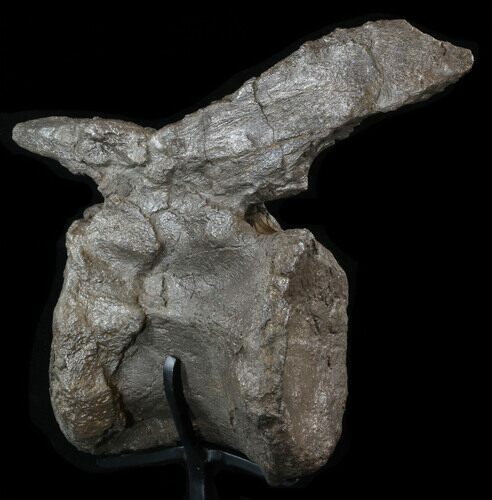 Diplodocus Vertebrae On Stand - Wyoming #38820